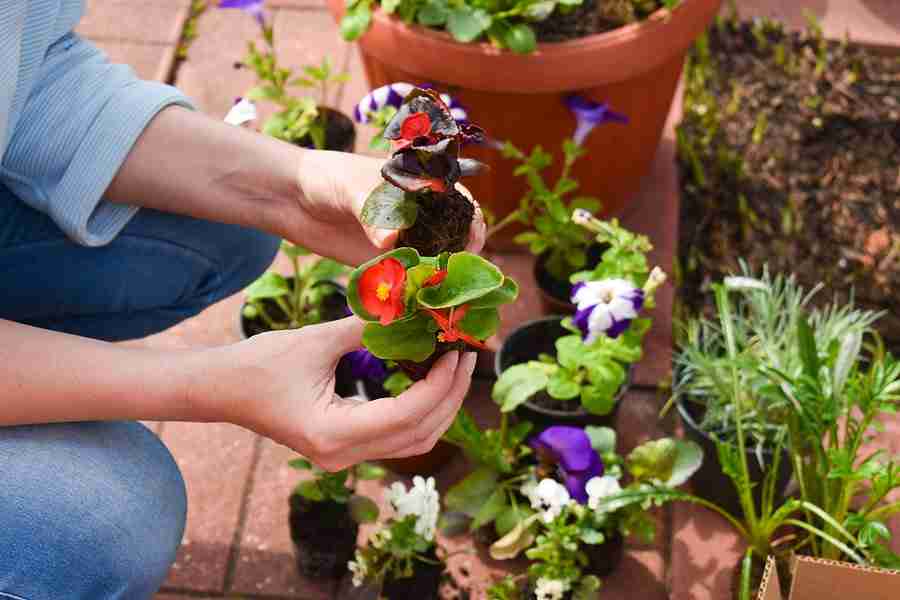 Master Gardener Home Gardening Series Begins January 3 – Mix 107.3 KIOW