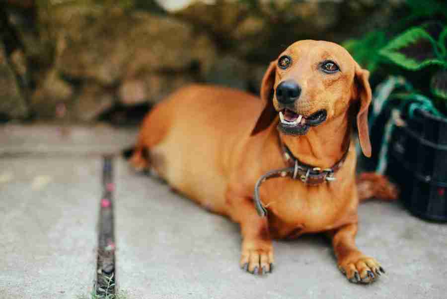 Dogs and Cats May Get Terrified on Halloween