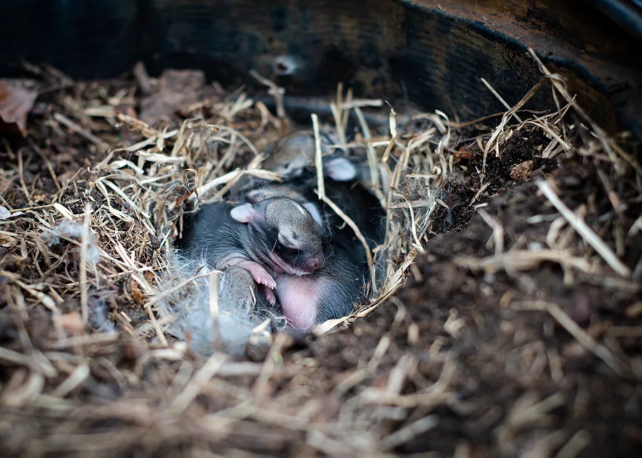 North Iowa Outdoors: Leave Wildlife Babies Where They Belong — In The Wild