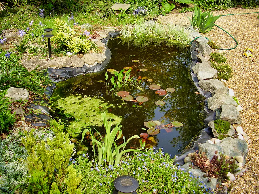 North Iowa Outdoors: Time to Start Planning to Control Plants in Iowa Ponds