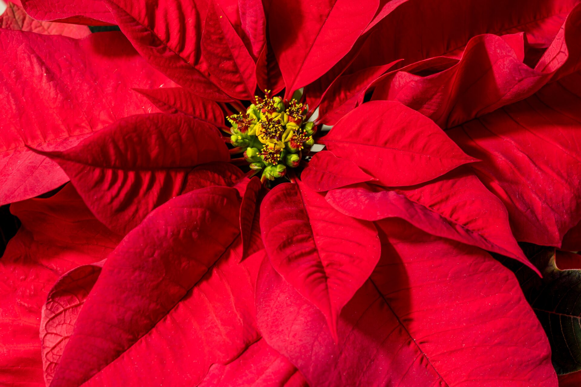 Are Poinsettias Poisonous? Iowa Expert clears up a Holiday Myth